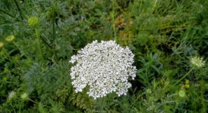 Queen Anne Lace